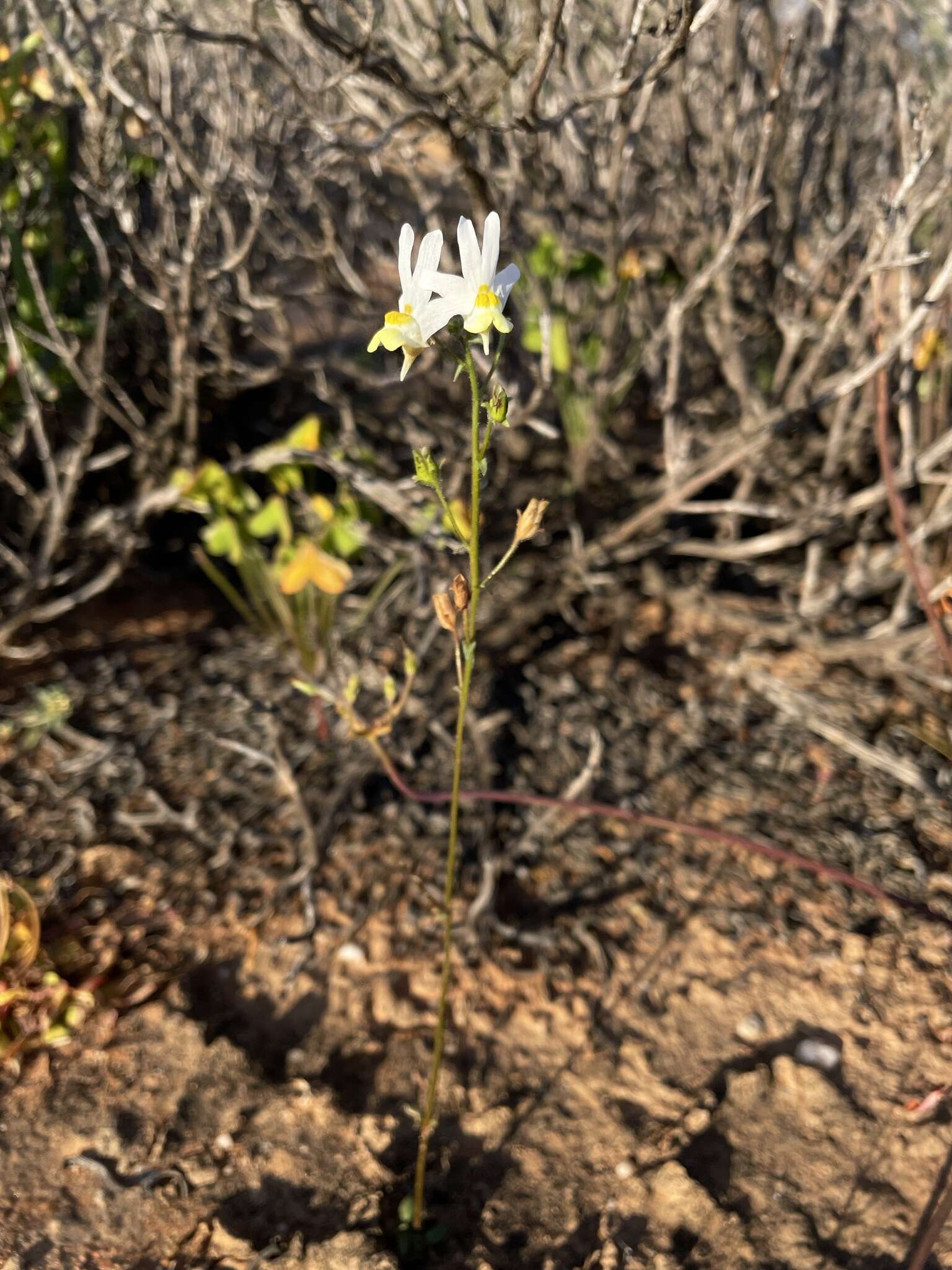 Image of Nemesia anisocarpa E. Mey. ex Benth.