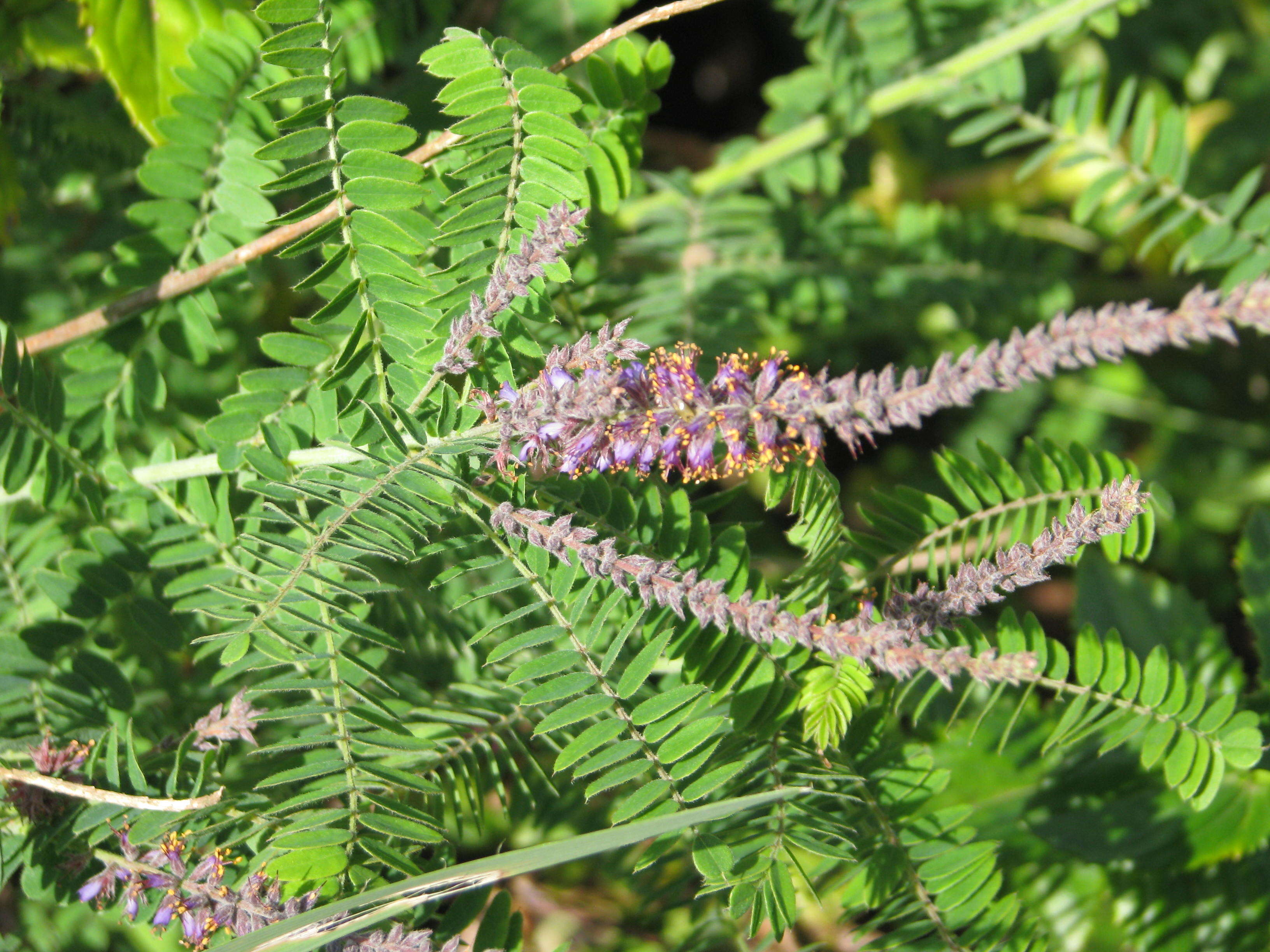 Image of leadplant