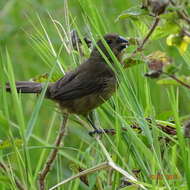 Sporophila funerea (Sclater & PL 1860) resmi