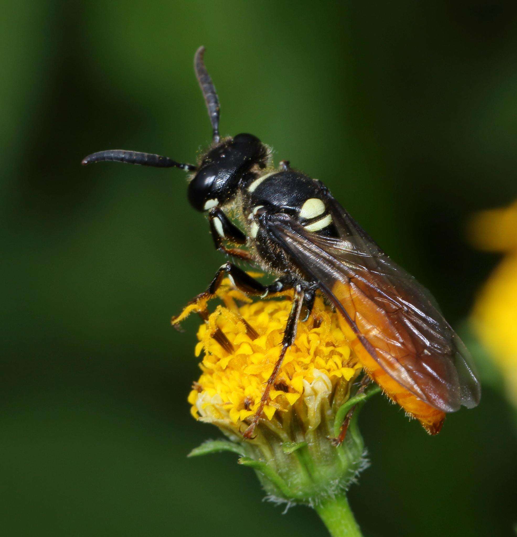 Philanthus loeflingi Dahlbom 1845的圖片