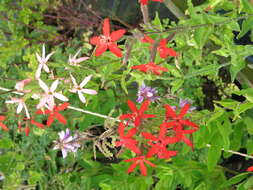 Image of royal catchfly