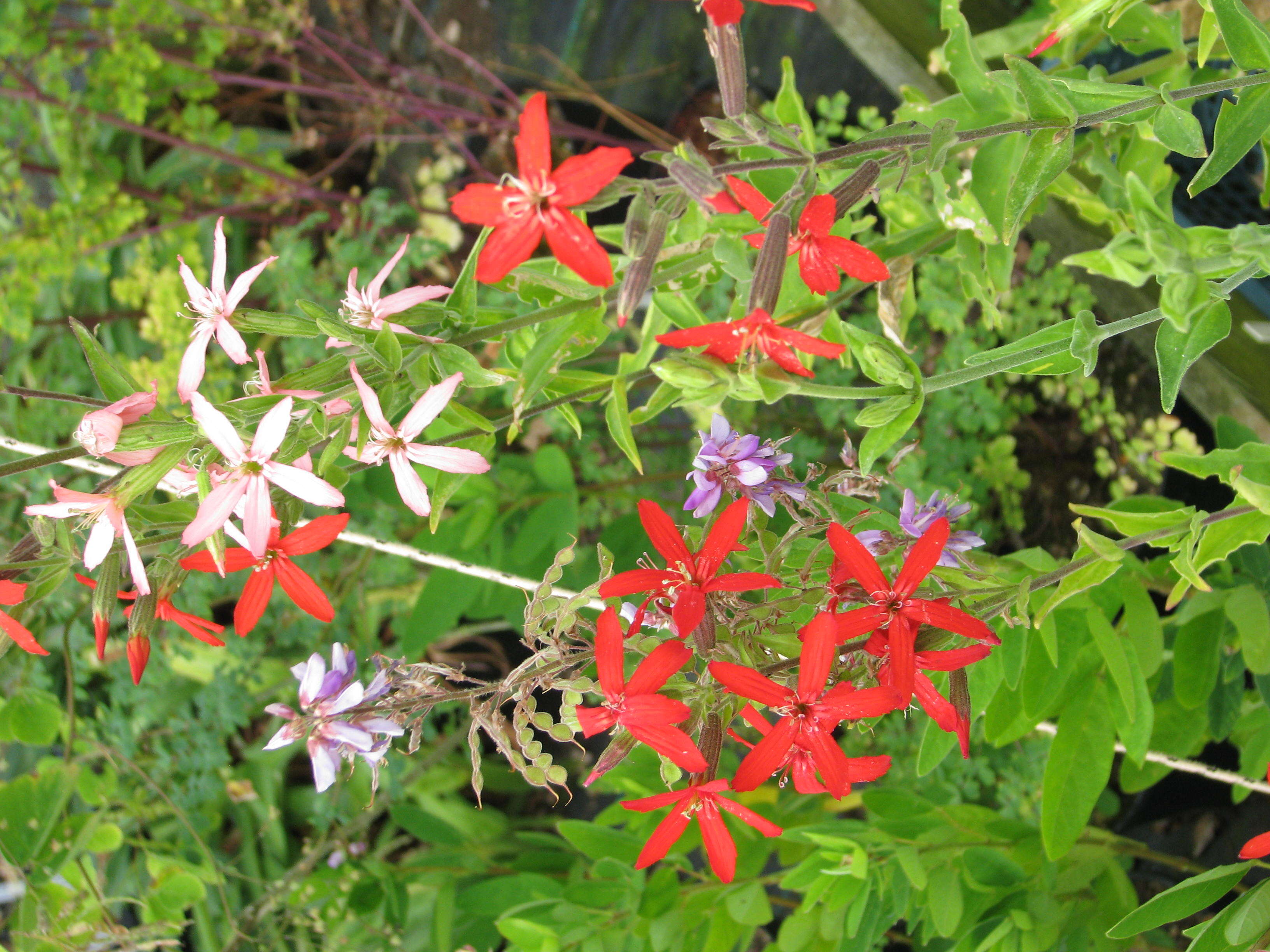 Image of royal catchfly