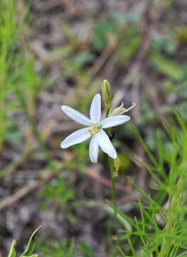 Image of Echeandia ciliata (Kunth) Cruden