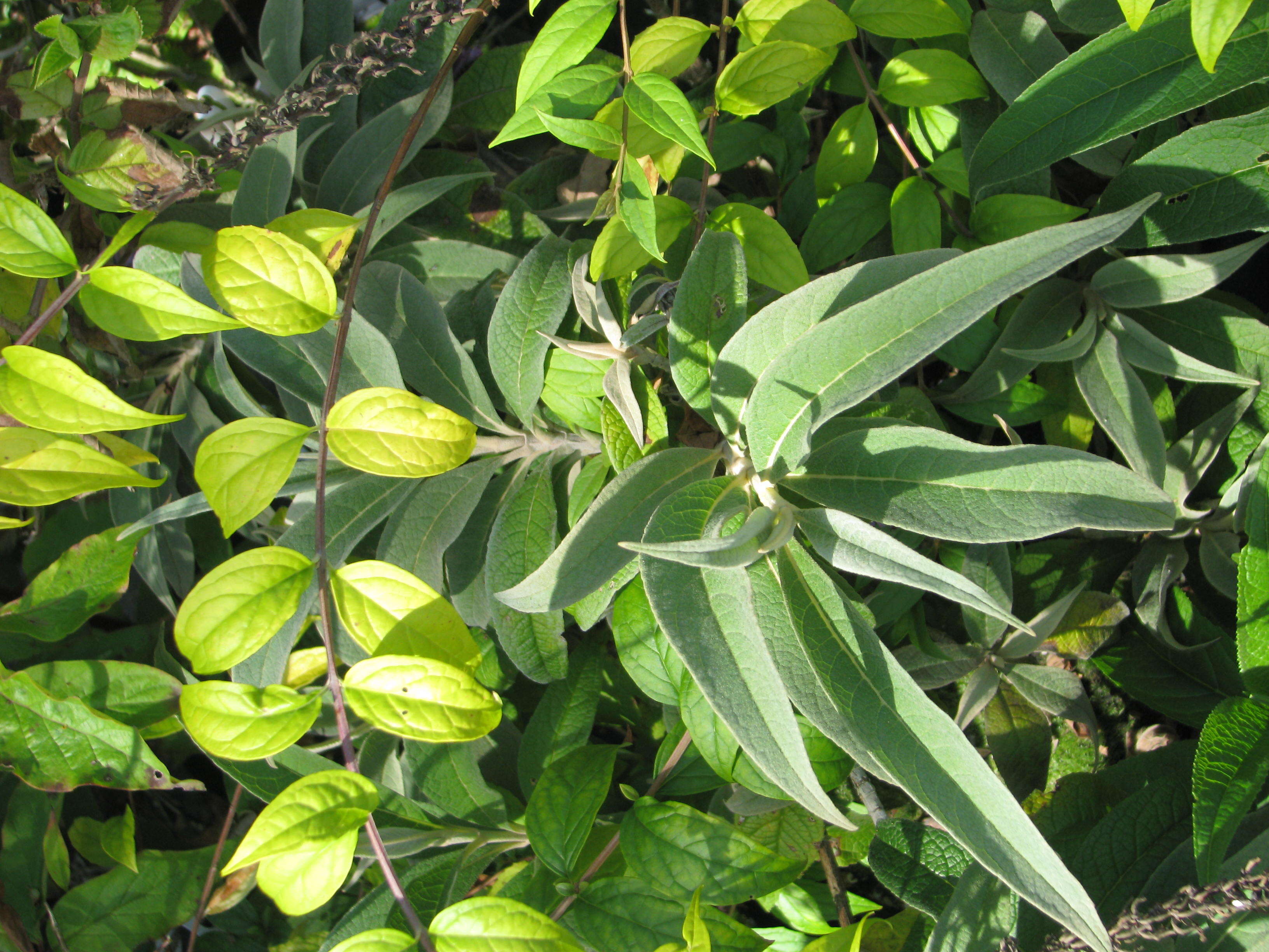 Sivun Buddleja colvilei Hook. fil. & Thomson kuva