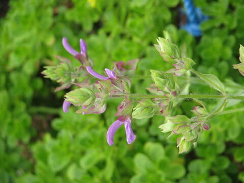 Imagem de Salvia canariensis L.