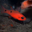 Image of Twospot Cardinalfish