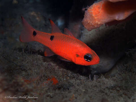 Image of Twospot Cardinalfish