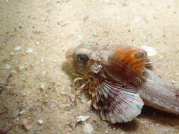 Image of Australian spiny gurnard