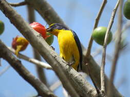 Image of Yellow-throated Euphonia