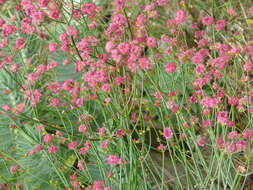 Image de Eriogonum grande Greene