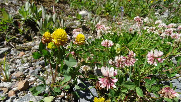 Image of Pale Clover