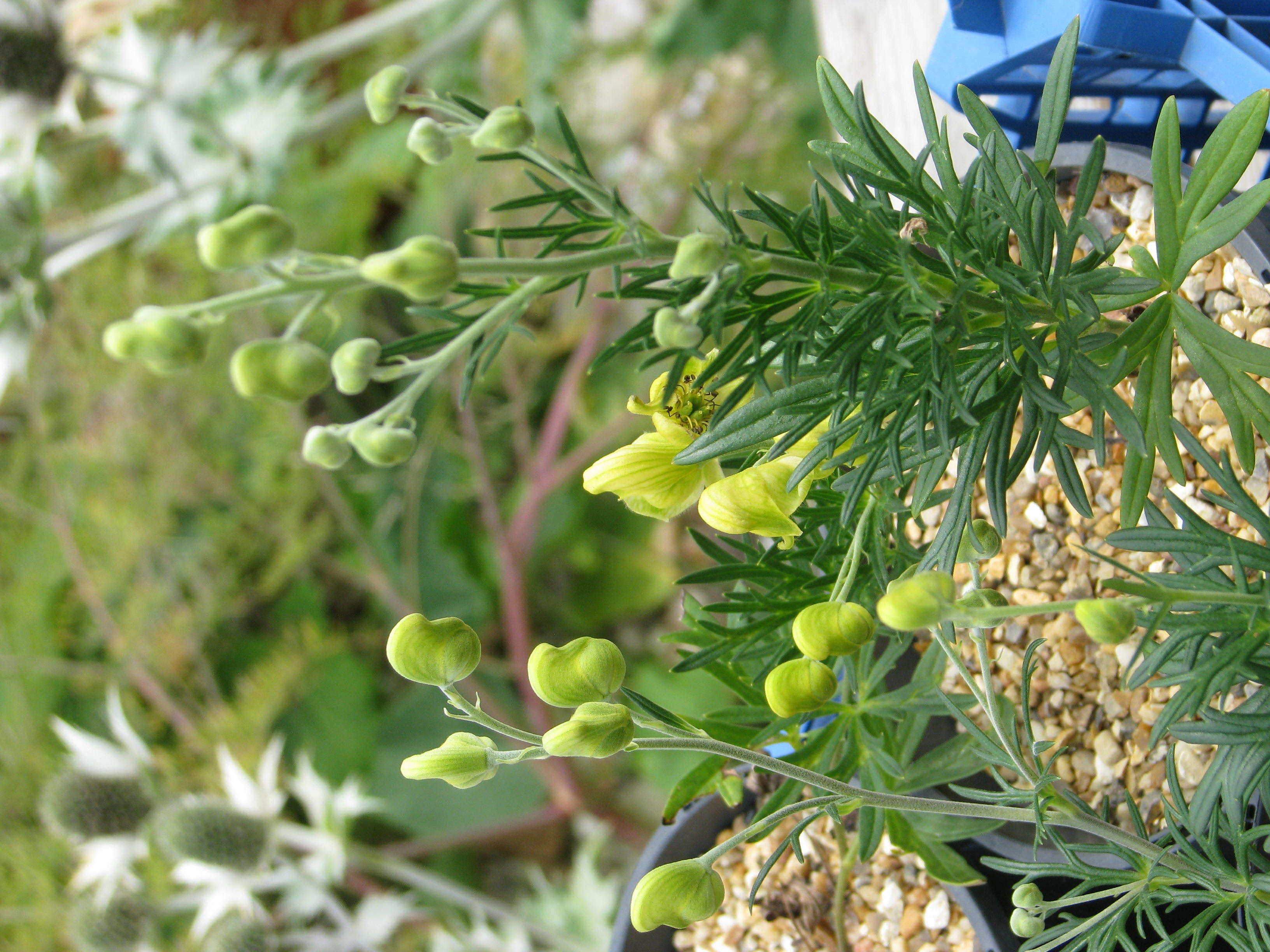 Aconitum anthora L.的圖片