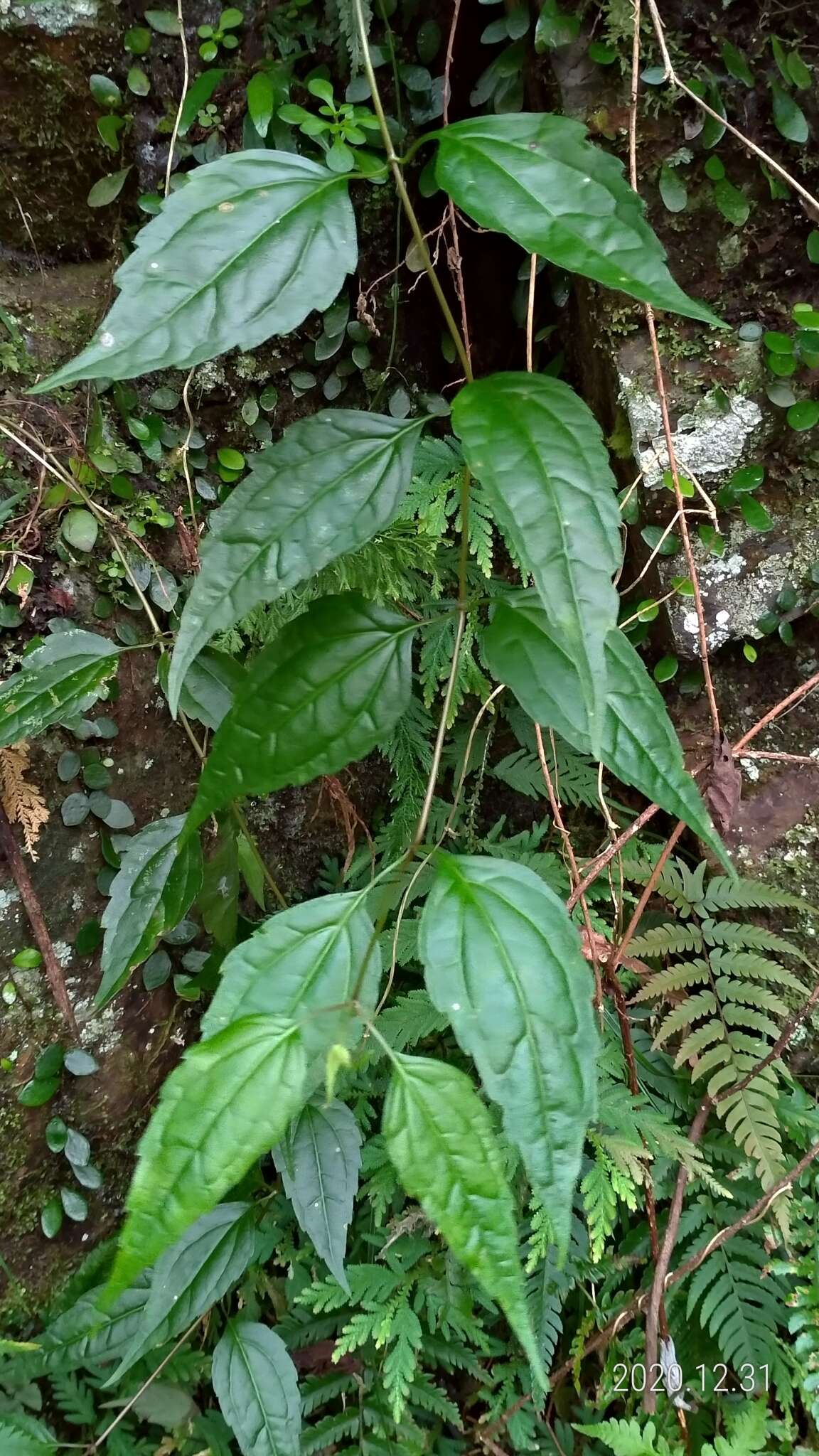 Image of Eupatorium tashiroi Hayata