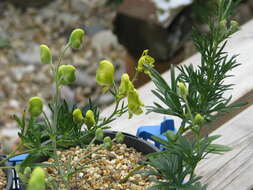 Aconitum anthora L.的圖片