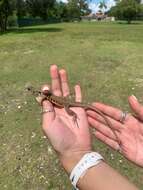 Image of Common Butterfly Lizard