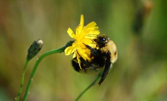 Image of Nevada Bumble Bee