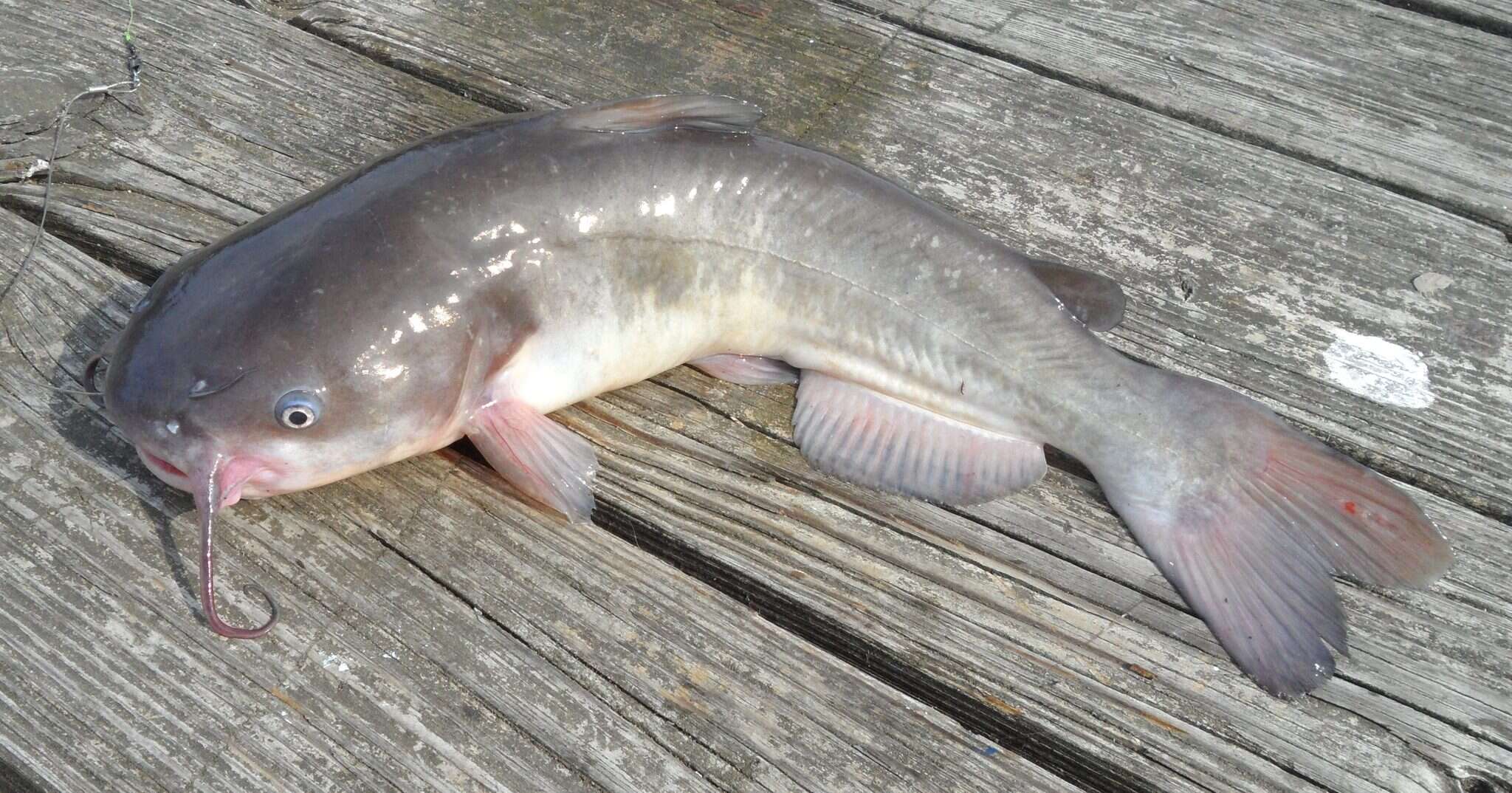 Image of White catfish