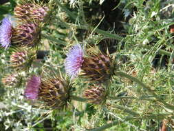 Image of cardoon