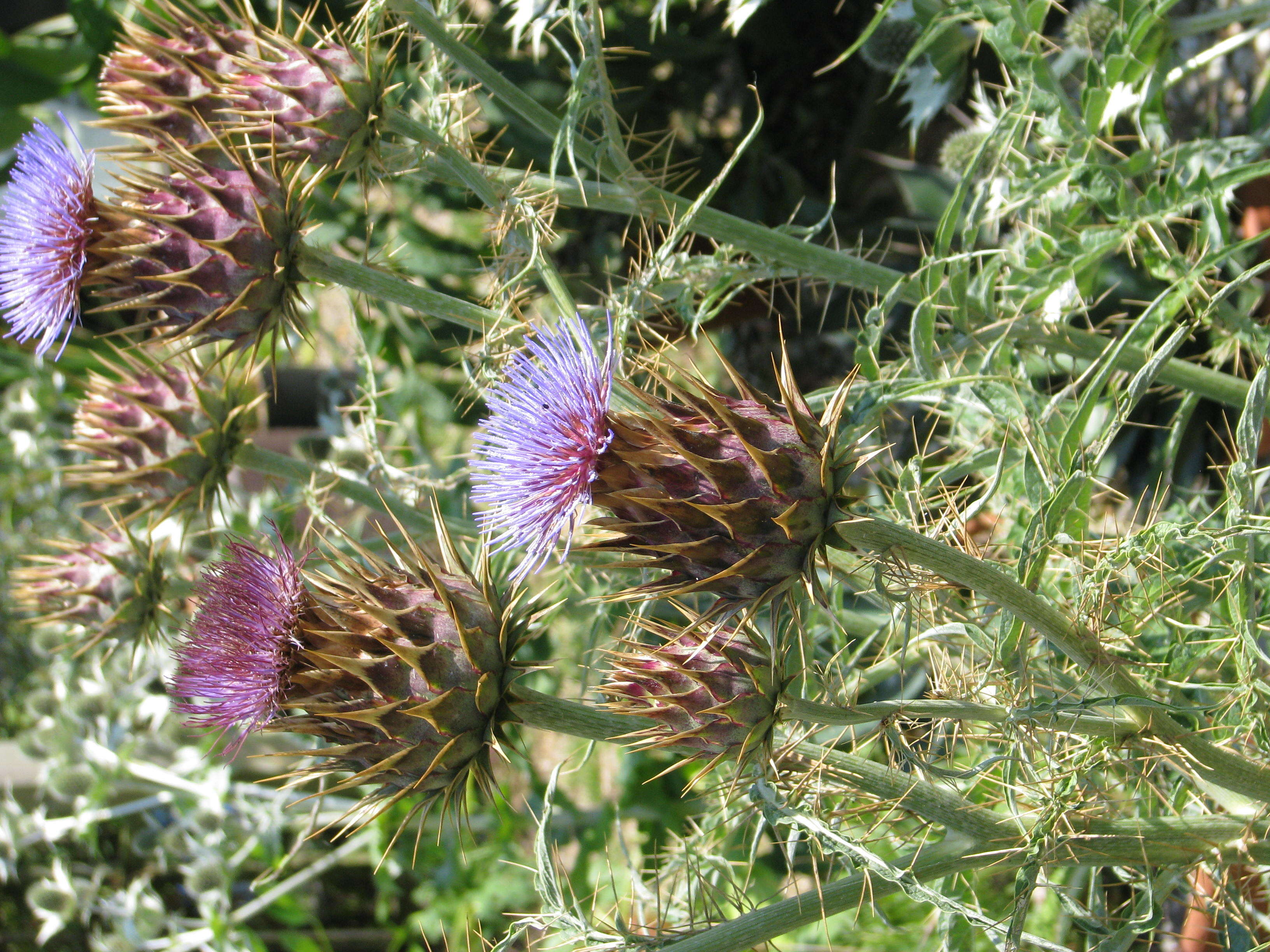 Image of cardoon