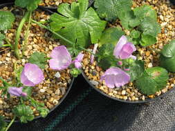 Image of dwarf checkerbloom