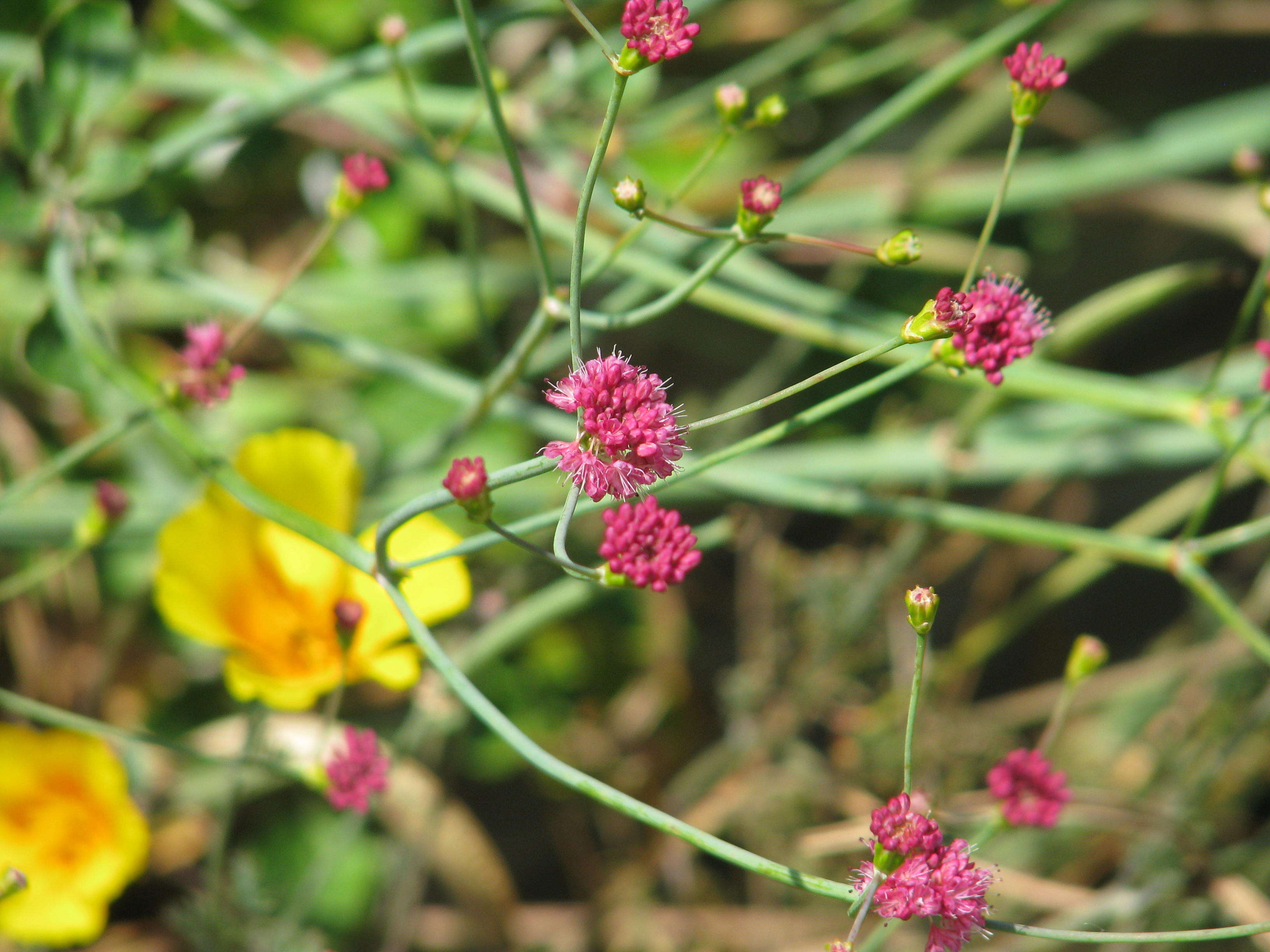 Image de Eriogonum grande Greene