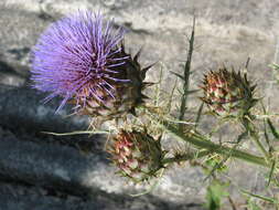 Image of cardoon