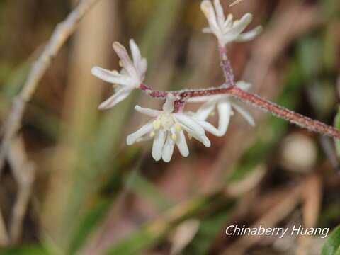 Imagem de Maianthemum formosanum (Hayata) La Frankie