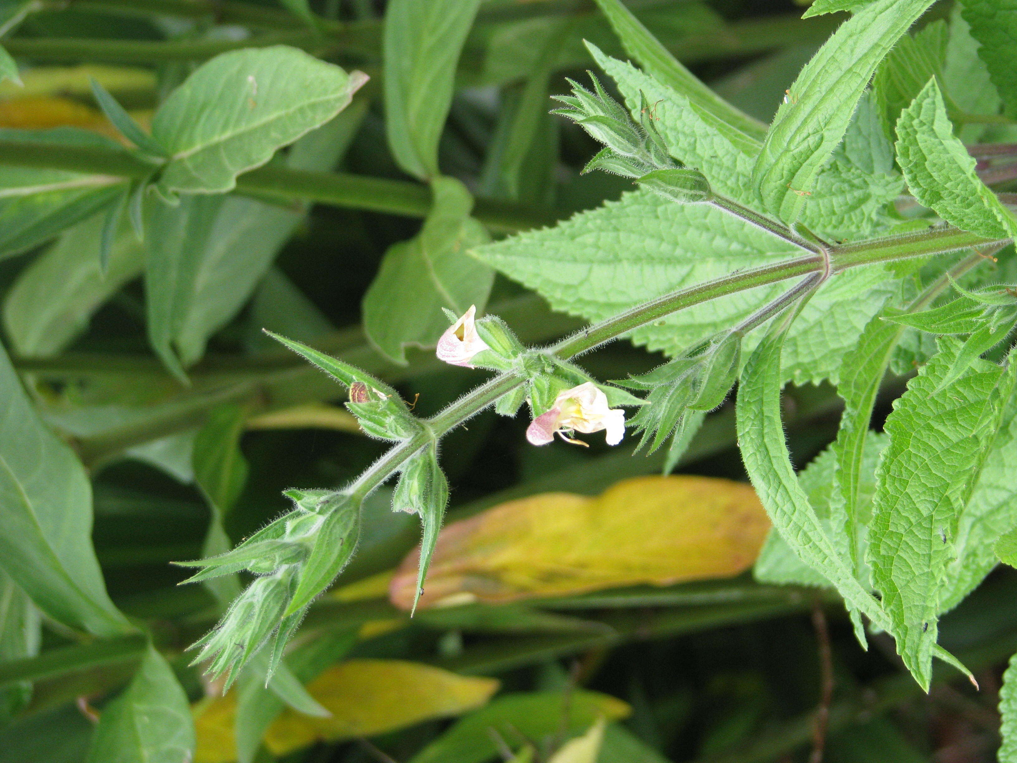 Image of Salvia koyamae Makino