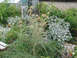 Image of cardoon