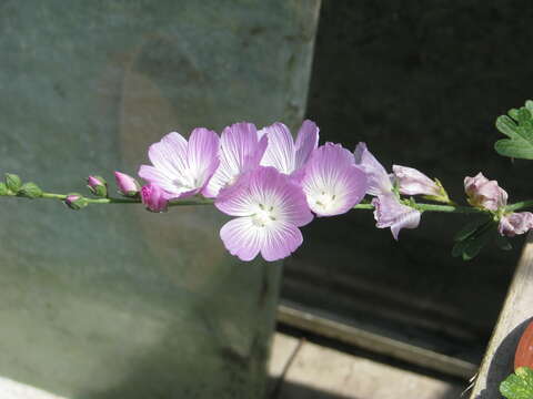 Image of dwarf checkerbloom