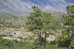 Image de Pinus arizonica Engelm.