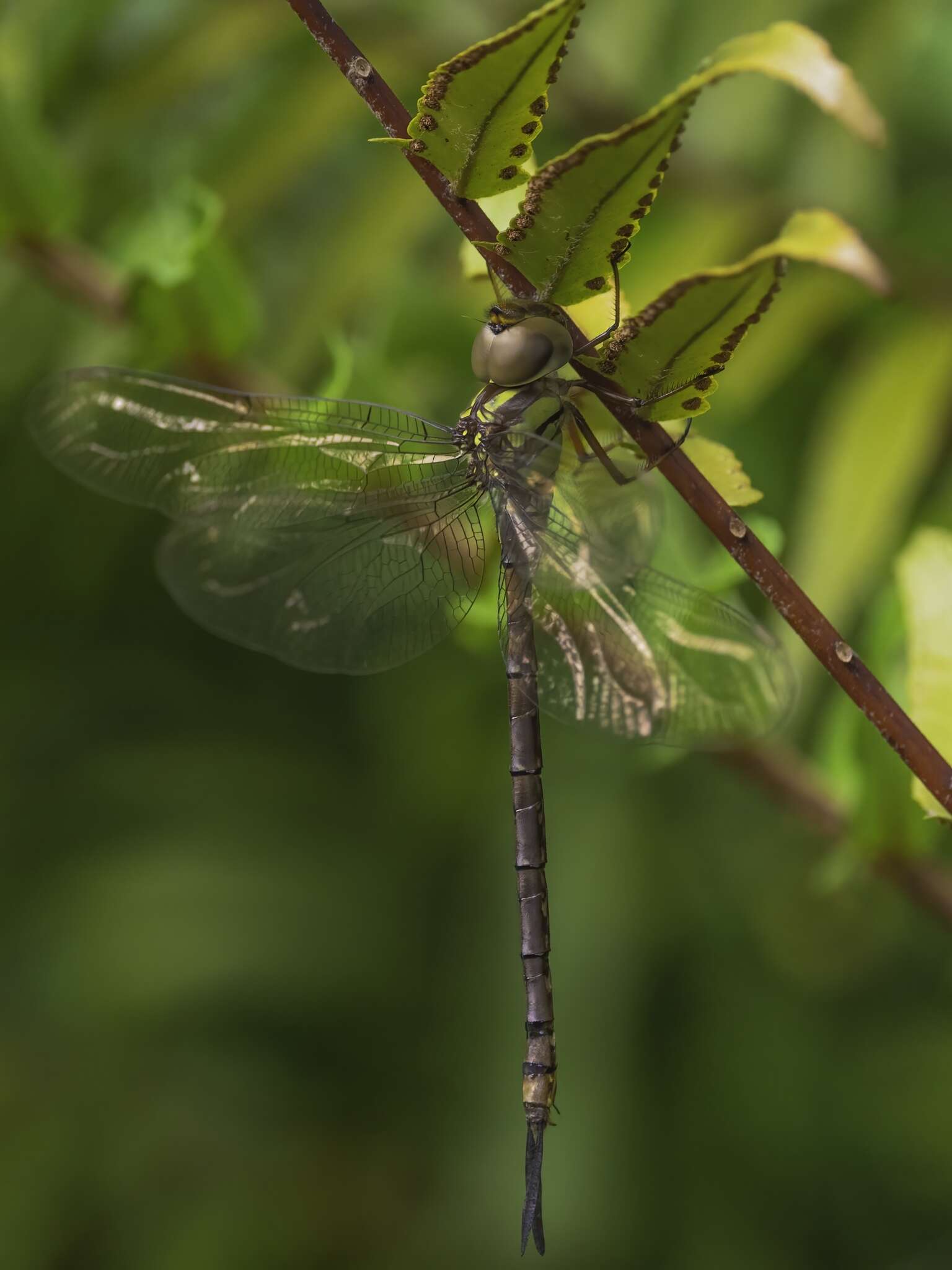 Image de Triacanthagyna trifida (Rambur 1842)