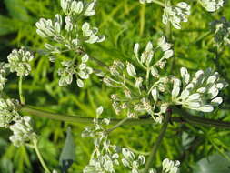 Image of groovestem Indian plantain