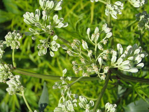 Arnoglossum plantagineum Rafin. resmi