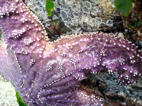 Image of ochre sea star