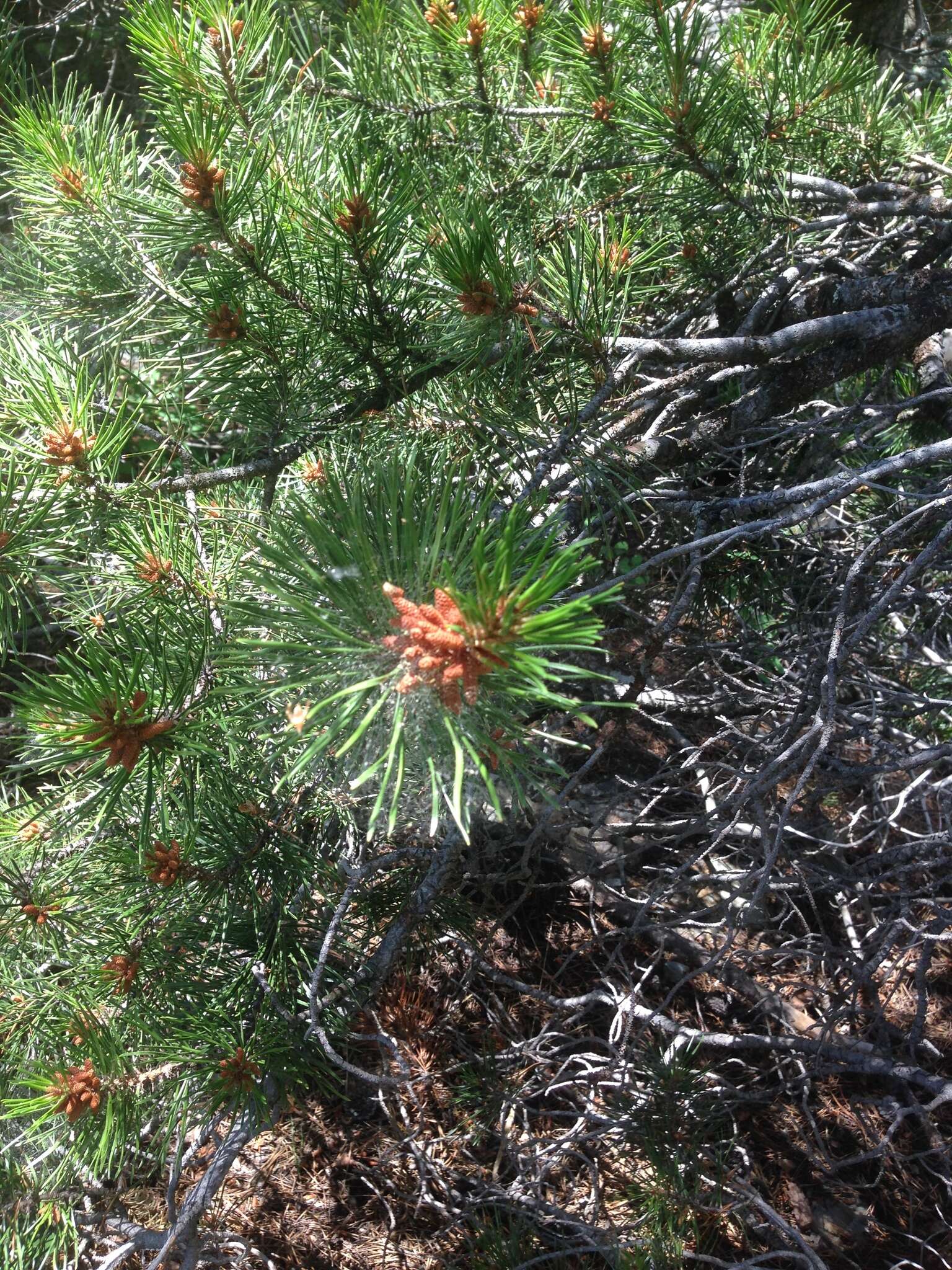 Image of Pinus contorta var. latifolia Engelm.