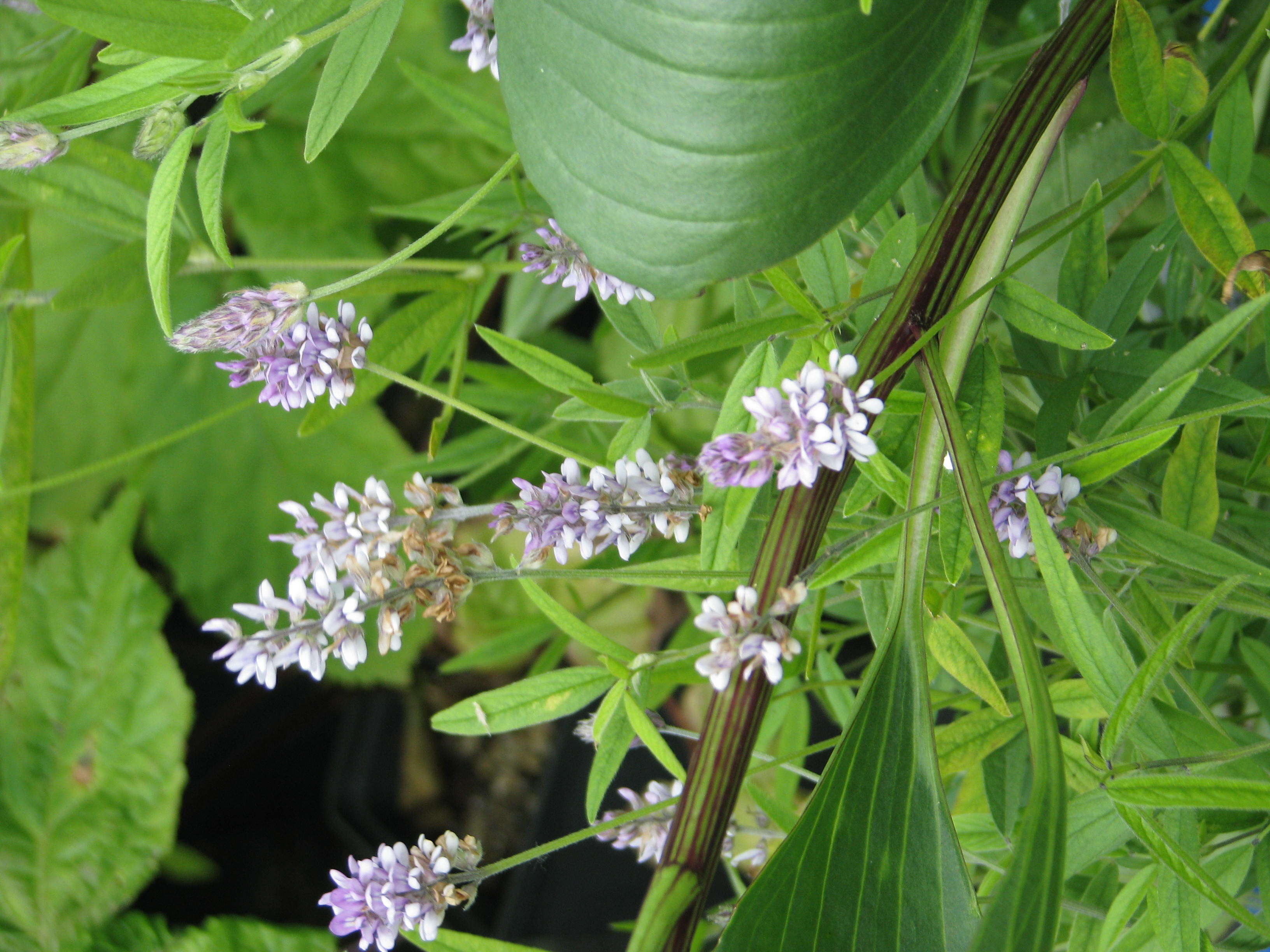 Image of Sampson's-Snakeroot