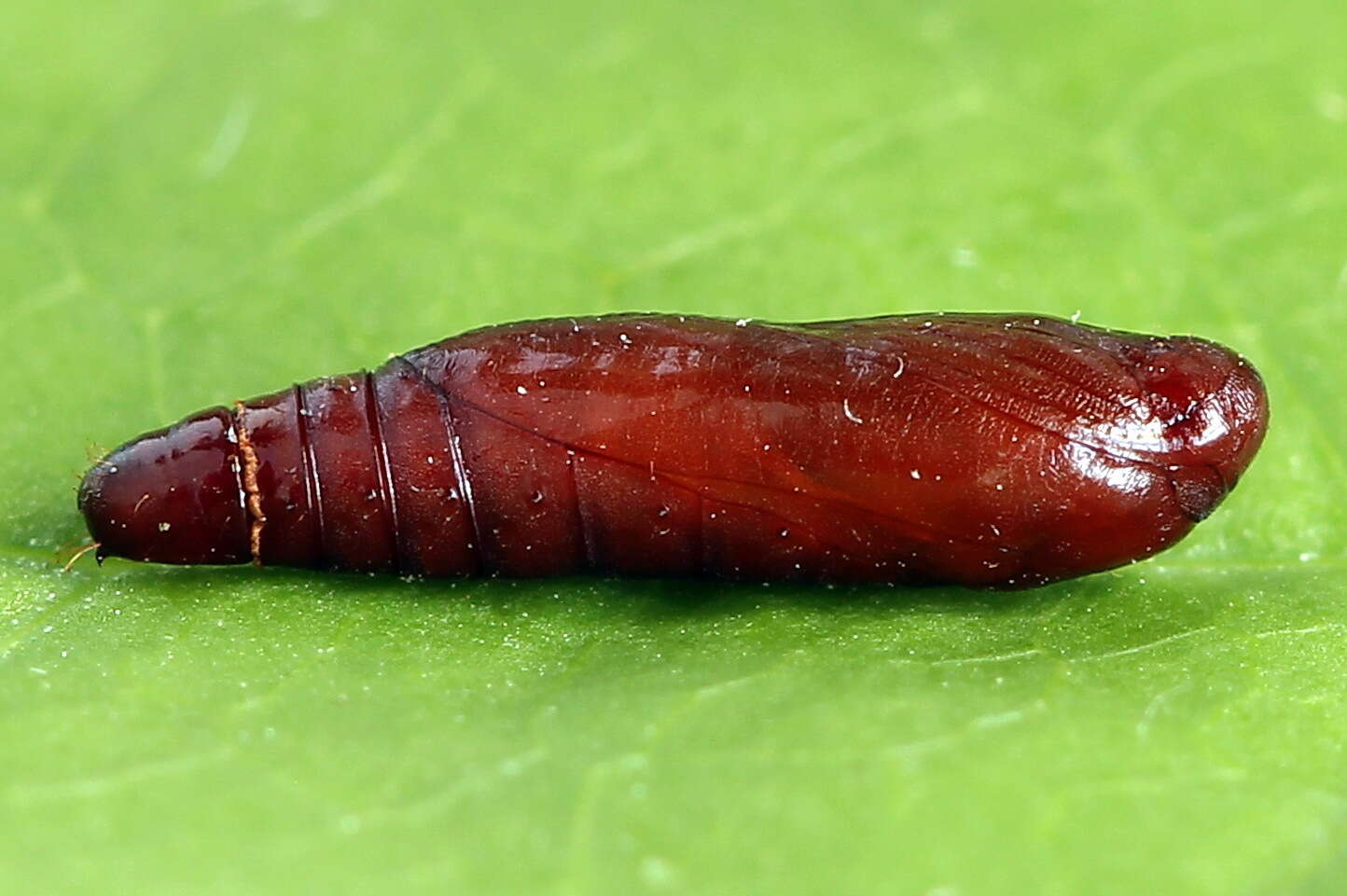 Psoricoptera speciosella Teich 1892 resmi