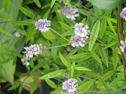 Image of Sampson's-Snakeroot