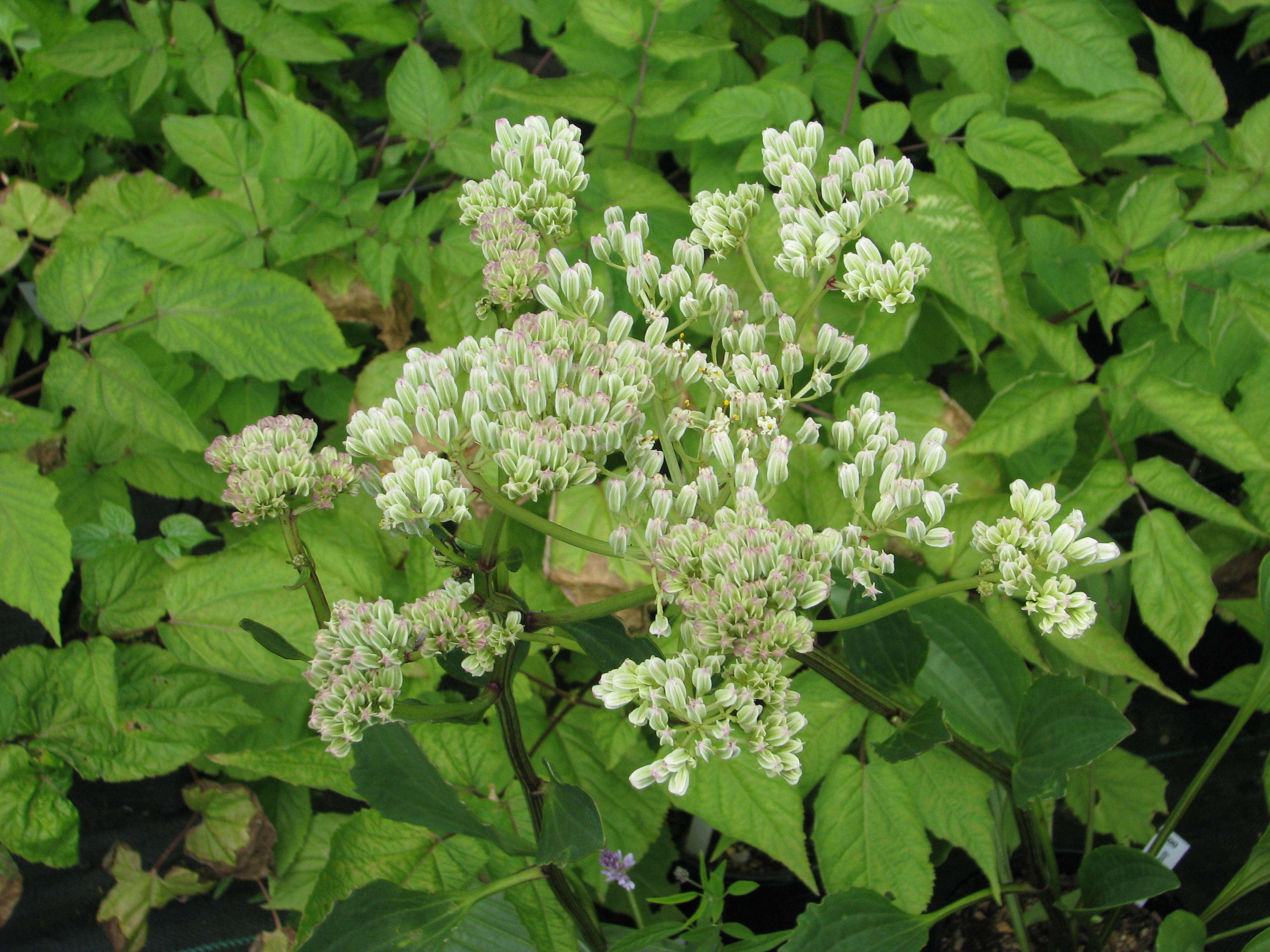 Image of groovestem Indian plantain