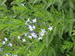 Image of Blue star