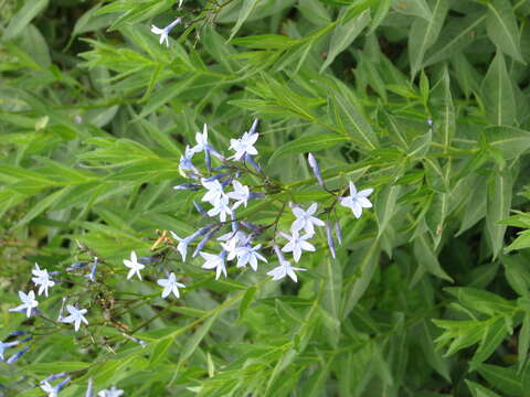 Plancia ëd Amsonia orientalis Decne.