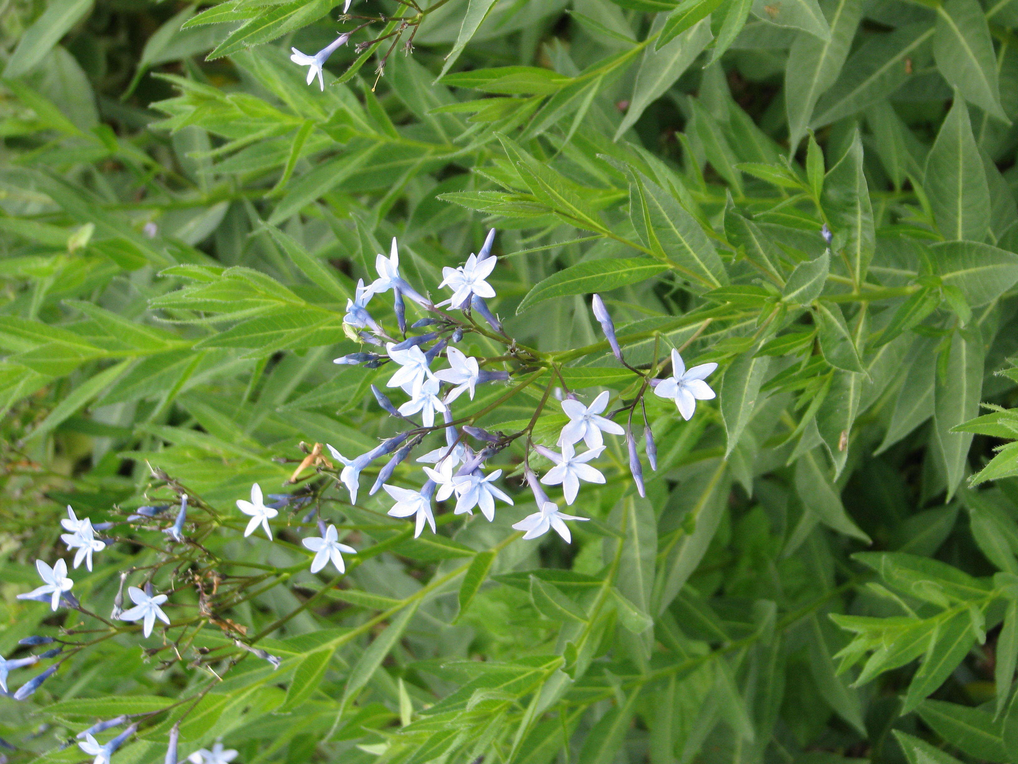 Plancia ëd Amsonia orientalis Decne.