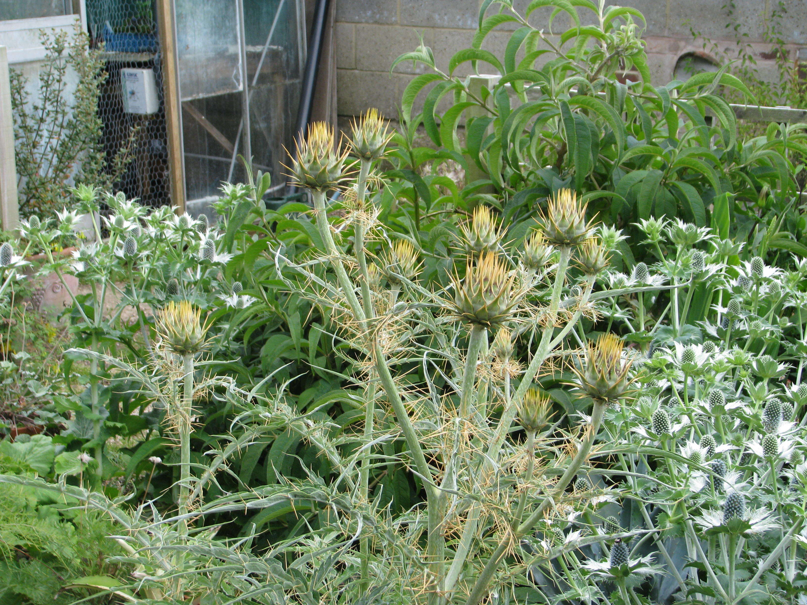 Image of cardoon