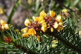 Image of Pultenaea stipularis Sm.