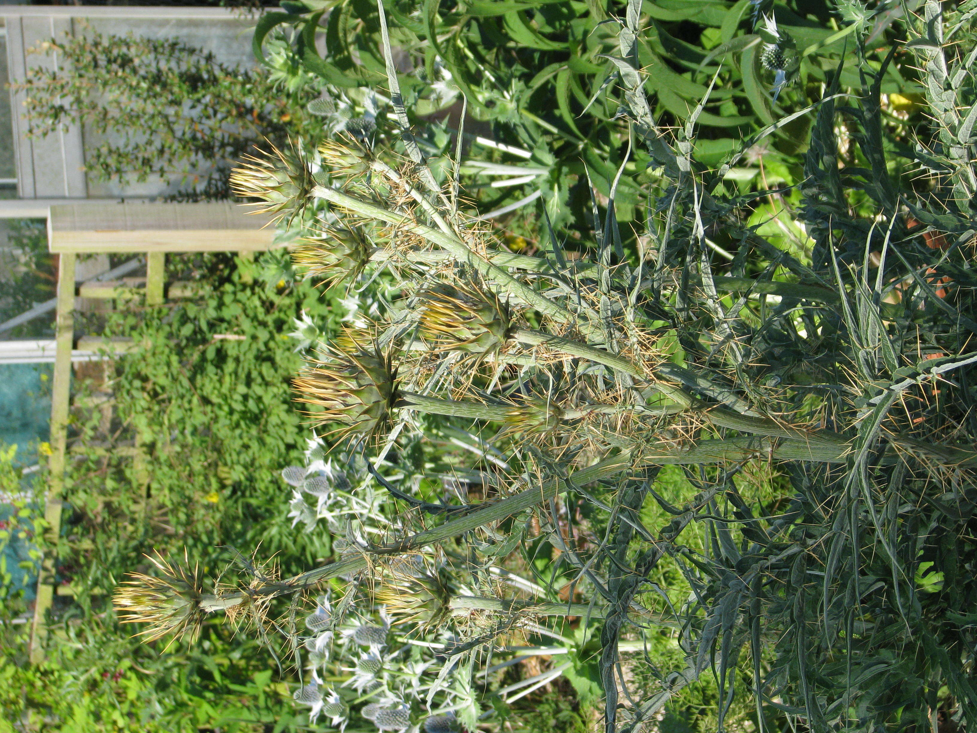 Image of cardoon