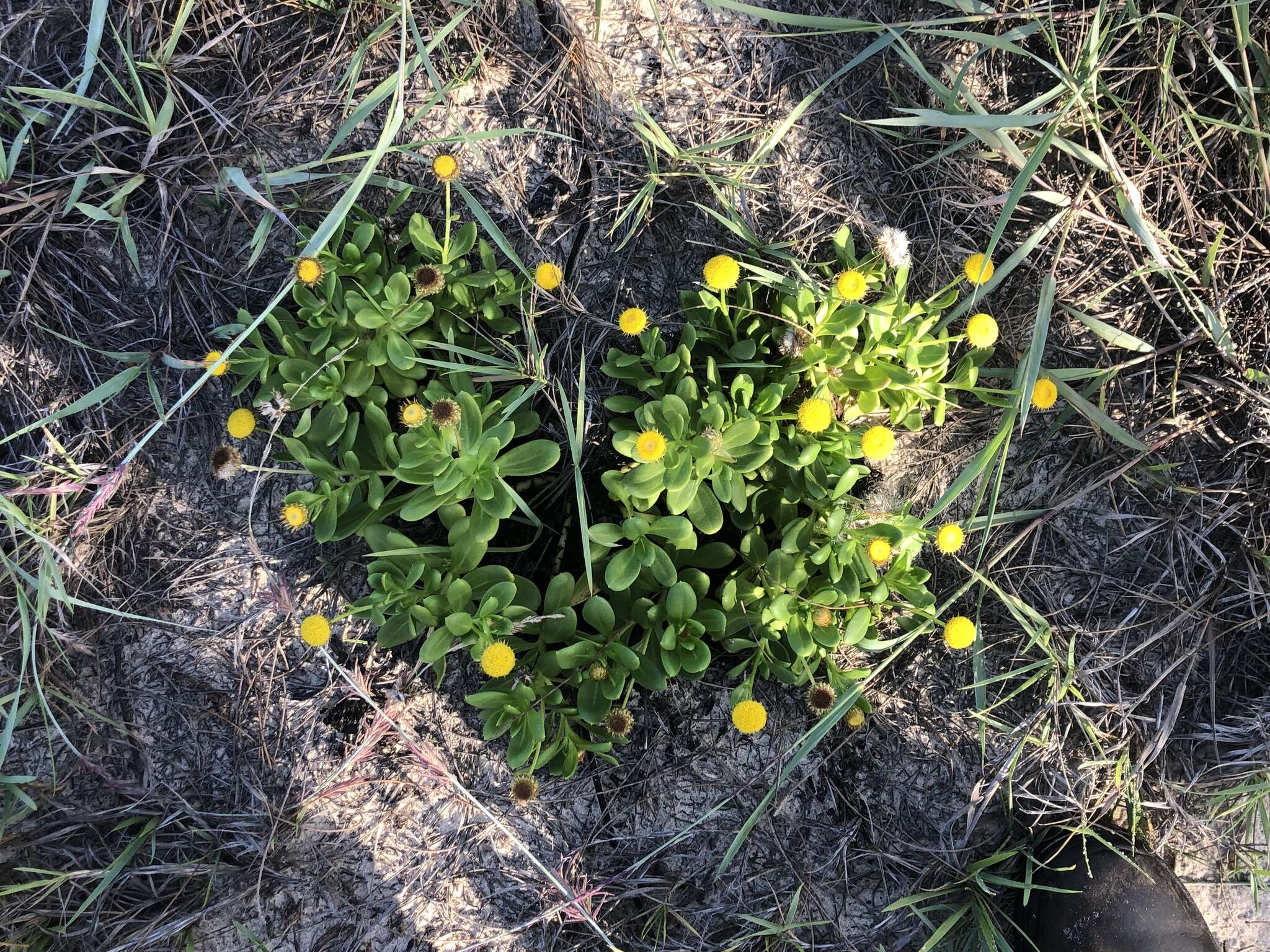 Image of Coronidium oxylepis subsp. carnosum Paul G. Wilson