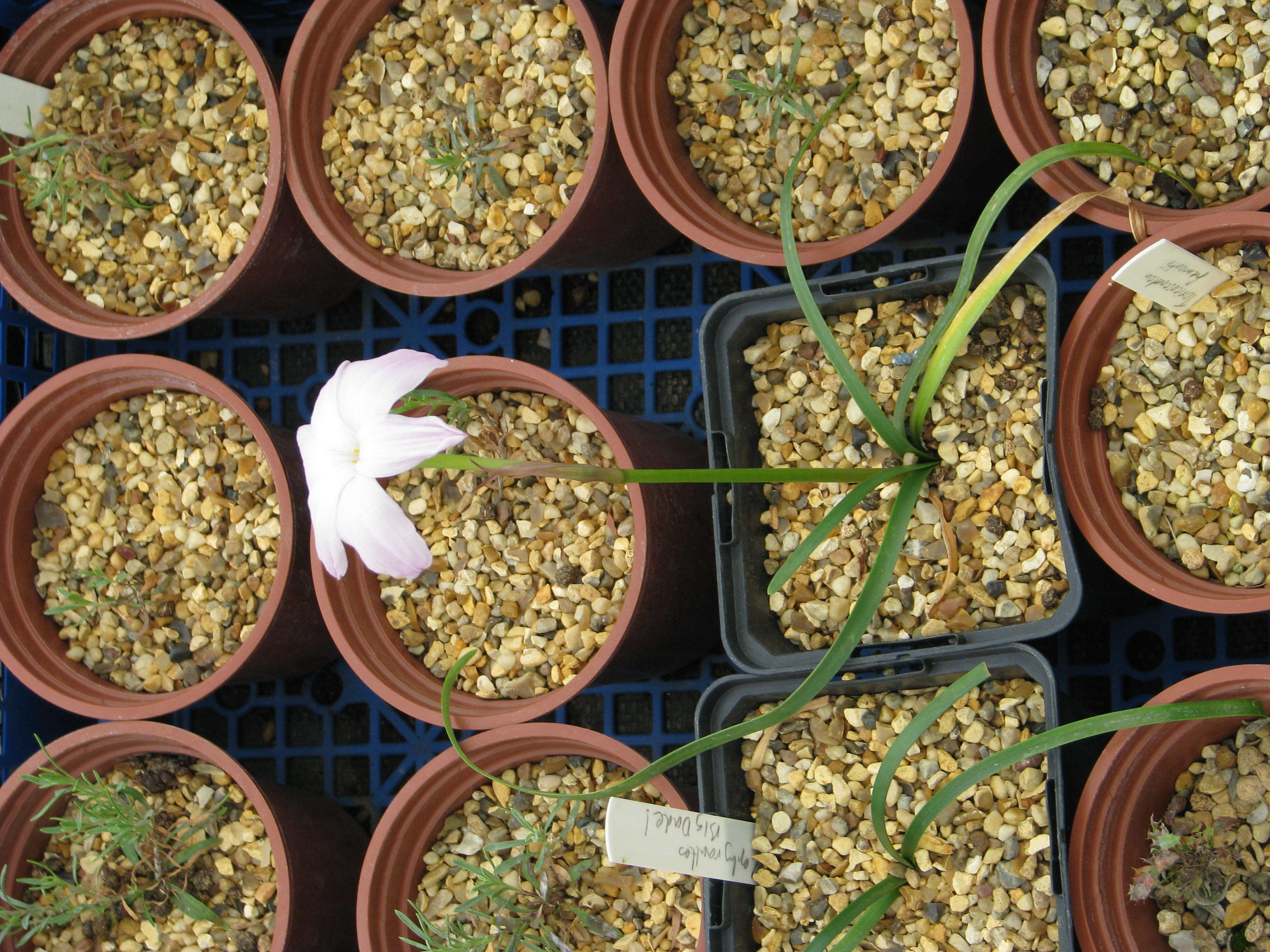 Zephyranthes atamasco (L.) Herb. resmi