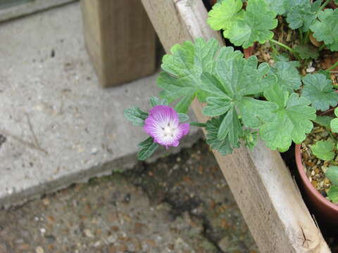 Image of dwarf checkerbloom