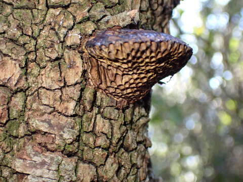 Image of Daedaleopsis nitida (Durieu & Mont.) Zmitr. & Malysheva 2013